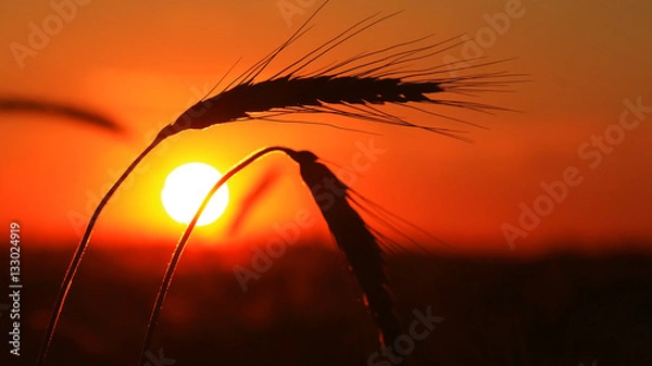 Fototapeta Bearded wheat against a prairie sunset