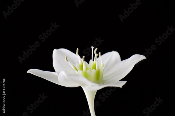 Obraz White flower on a black