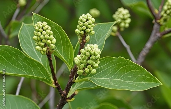 Fototapeta Emerging Flower Buds and Green Leaves Growing on Shrub Branch in Spring