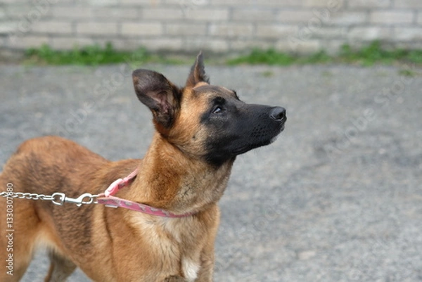 Fototapeta Newquay Cornwall UK 03 13 2025, 8 month old female Belgian Malinois Puppy called Stevie