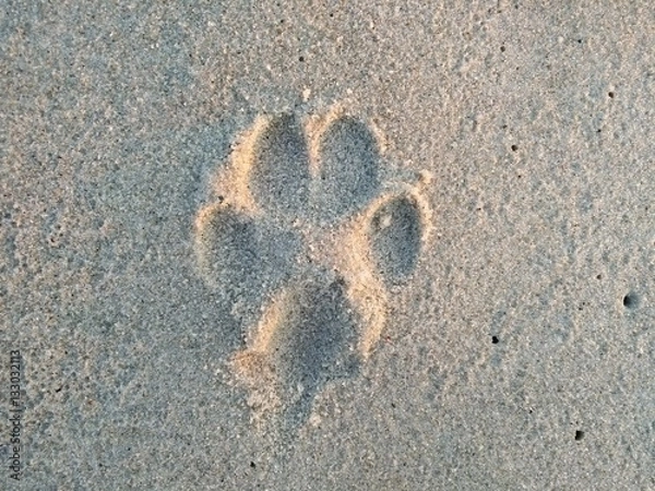 Obraz Paw in the sand