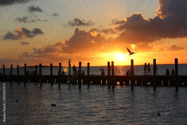Obraz Pelicans in the sunset