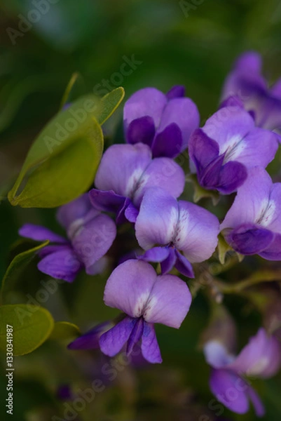Fototapeta Closeup vertical of purple flowers and green leaves of Mountain Laurel tree in Tucson, Arizona