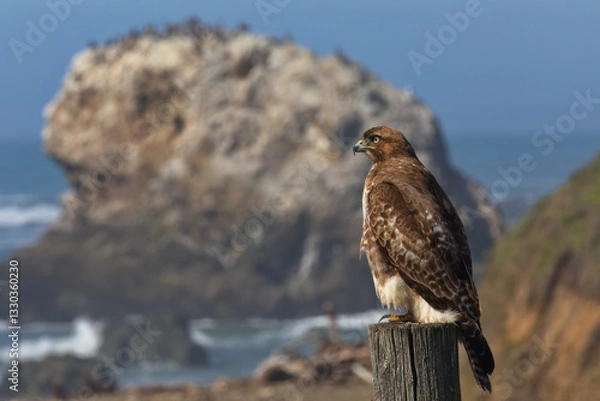 Fototapeta Horizontal hawk portrait accented by Pacific coast rocks and ocean in soft bokeh