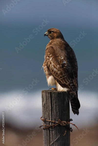 Fototapeta Vertical portrait of hawk perched on wood post wrapped with rusted barbed wire against blue sea and white surf