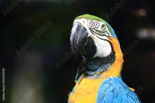 Obraz Colorful Macaw