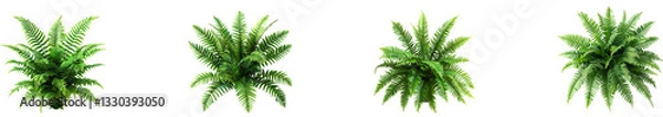 Fototapeta Boston fern nephrolepis exultate on transparent background collection set