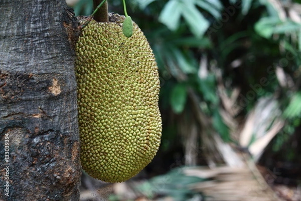 Obraz Ripe Jackfruit on Jack tree