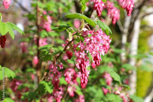 Obraz Lovely ribes sanguineum pink flowers blooming in a garden in spring time