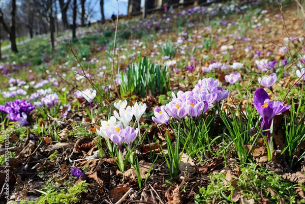 Obraz Purple and white crocuses blooming in a park in spring time