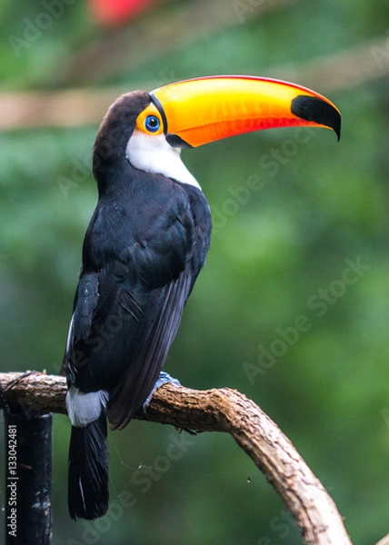 Obraz Toucan (Ramphastos toco) sitting on tree