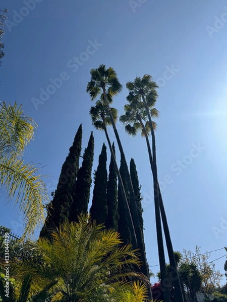 Obraz palm trees, cypress trees, and other trees and plants in the city - Los Angeles, California, USA