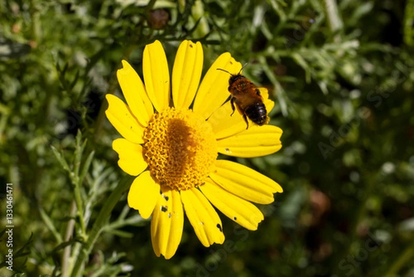 Obraz Crown Daisy (Glebionis coronaria) attracting bees for pollen.