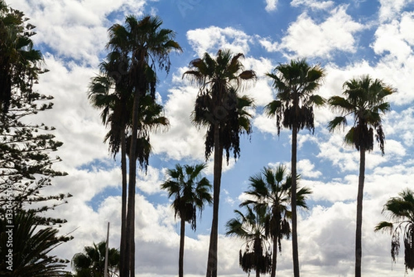 Fototapeta Palm trees silhouetted against a blue sky with clouds, landscape.