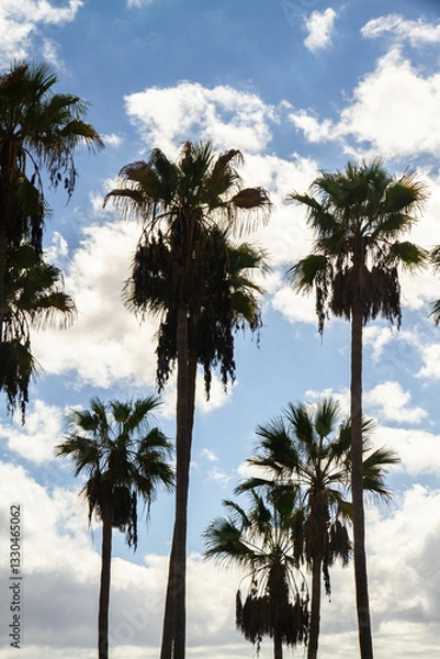 Fototapeta Palm trees silhouetted against a blue sky with clouds, portrait.