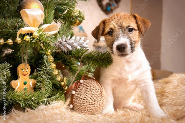 Fototapeta Puppy Jack Russell Terrier in Christmas interior