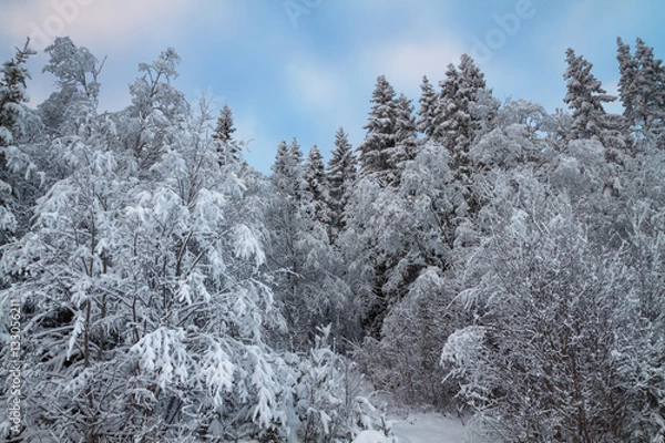 Obraz winter forest covered with snow