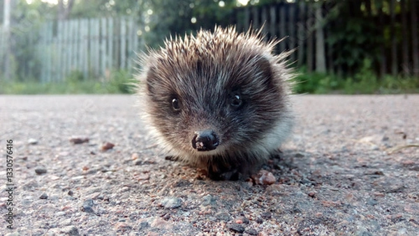 Obraz cute hedgehog looking at the camera