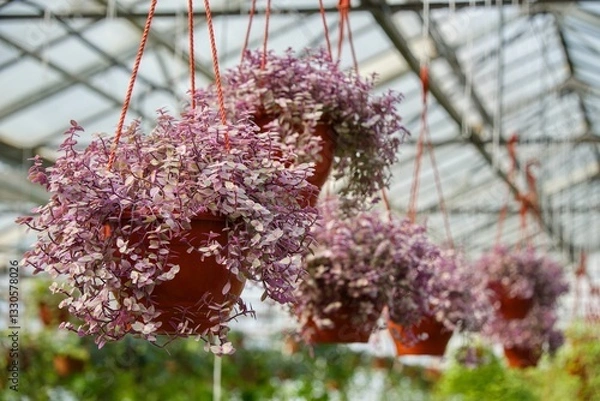 Obraz Planter with climbing plant Callisia repens Pink Pantera hung for sale in a garden center under the glass roof of a greenhouse