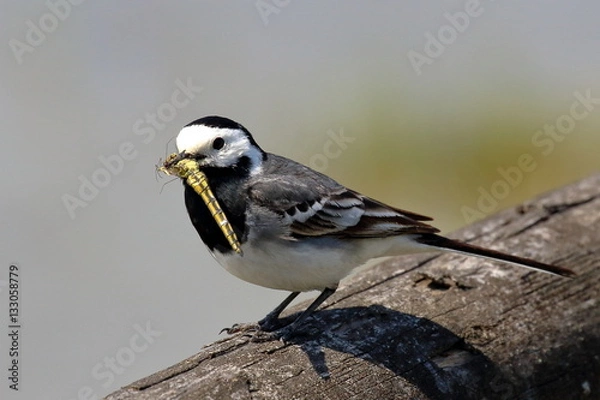 Fototapeta Bachstelze