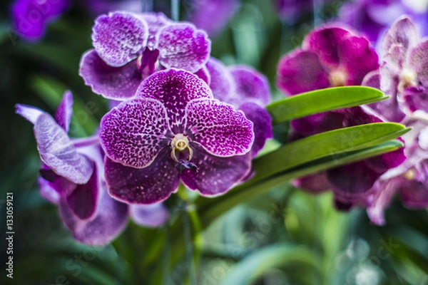 Obraz Orchids