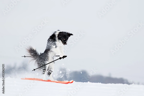 Fototapeta Border Collie Hund fährt Ski