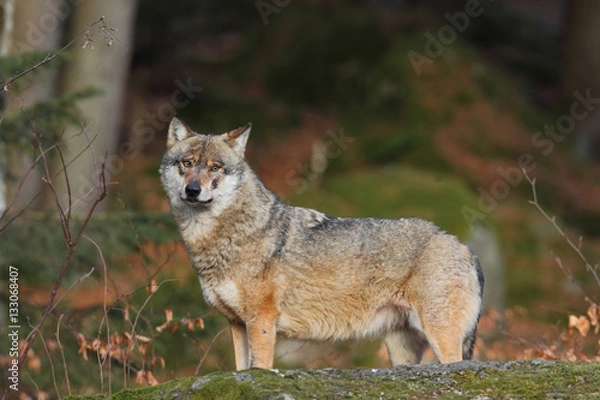Fototapeta Grey wolf