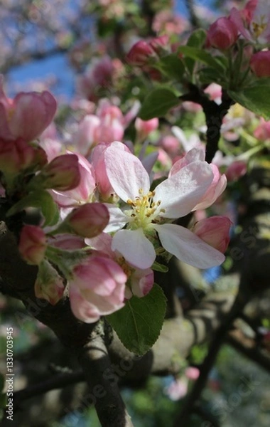 Obraz Apple blossom. White and pink flowers against the backdrop of a spring garden. Beautiful natural background. Flowers close-up. Delicate petals. Landscape. Spring time. Colorful background. macro