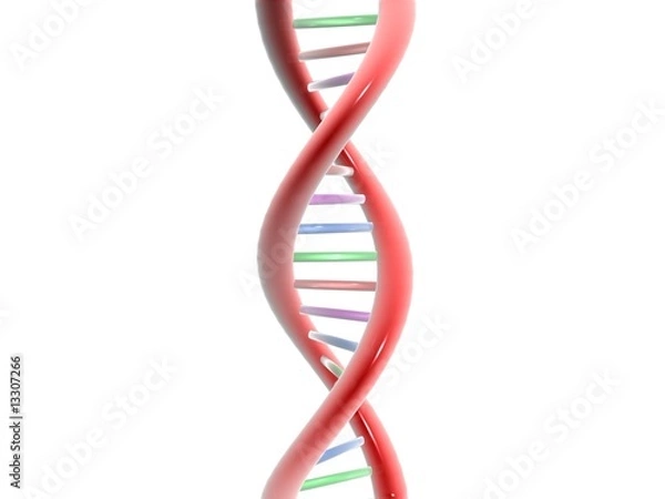 Fototapeta ADN - RNA