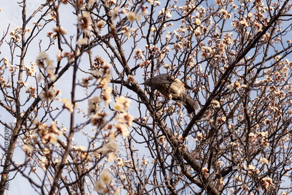 Obraz 梅の蜜を楽しむヒヨドリ