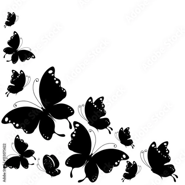 Fototapeta black butterfly, on a white