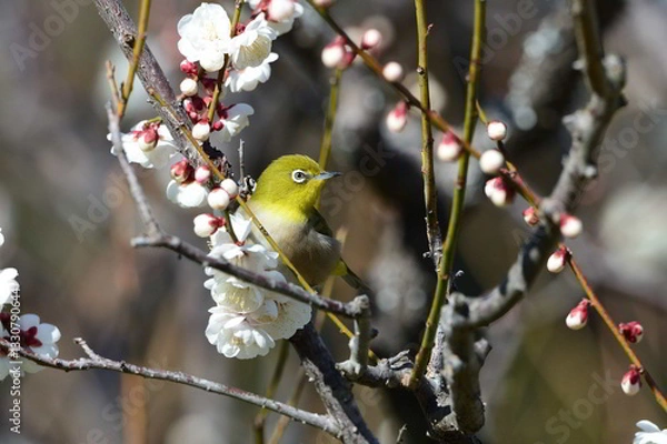 Fototapeta 梅とメジロ