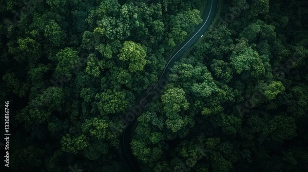 Fototapeta A winding road travels through a lush green and dense forest