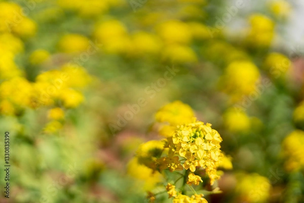 Fototapeta 季節を感じる満開の菜の花