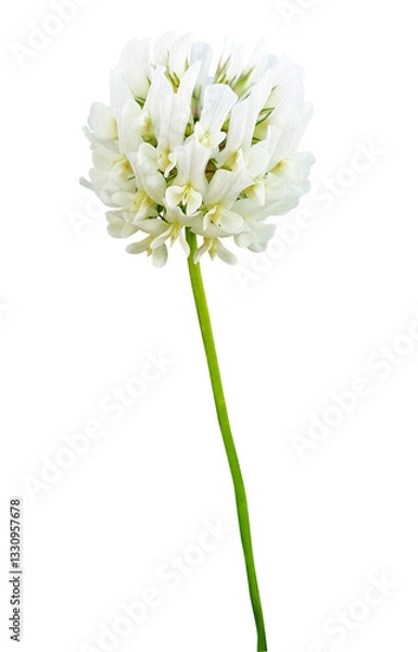 Fototapeta 토끼풀