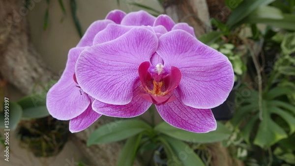 Obraz taking an angle from above for a cluster of bright purple moon orchids growing during the day