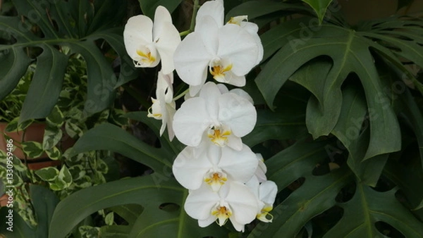 Obraz The freshness of the moon orchid that thrives in tropical weather.. can used for magazine concept.