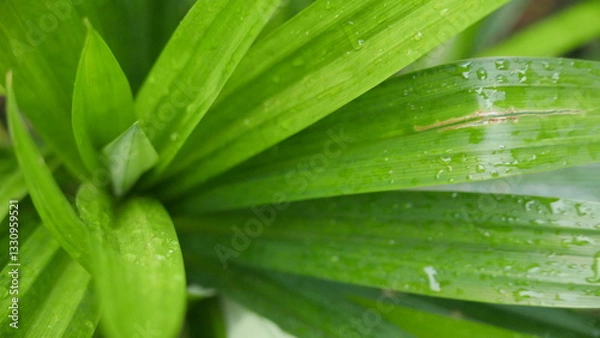 Obraz Herbal medicinal leaves commonly called fragrant pandan, grow abundantly in Asia