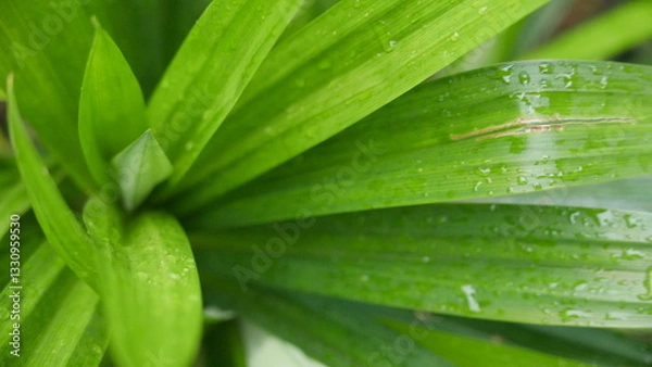 Obraz pandan leaves after being watered by rain. grow well on sunny days. Can used for marketing concept