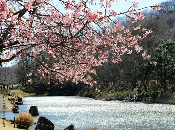 Fototapeta おもむきある満開の桜　穏やかな春の日