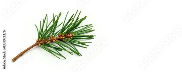Fototapeta Single isolated pine branch with needles on white background, isolated trees, solitary branch, pine branch