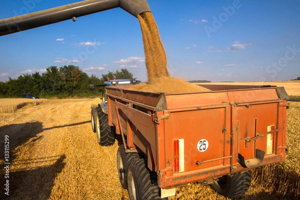 Obraz Moisson de blé