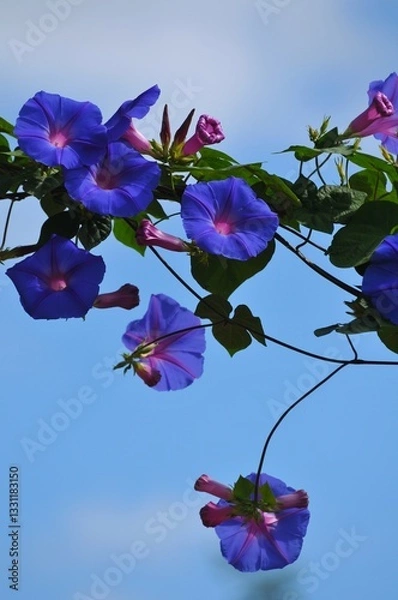Fototapeta 空に伸びた蔓に咲く朝顔の花です。