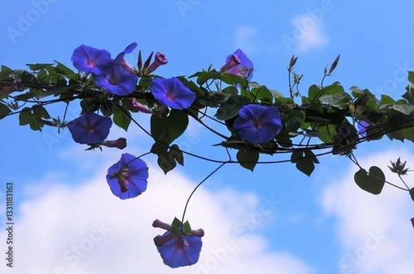 Fototapeta 空に伸びた蔓に咲く朝顔の花です。