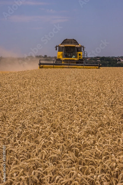 Obraz Moisson de blé