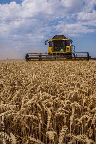 Obraz Moisson de blé