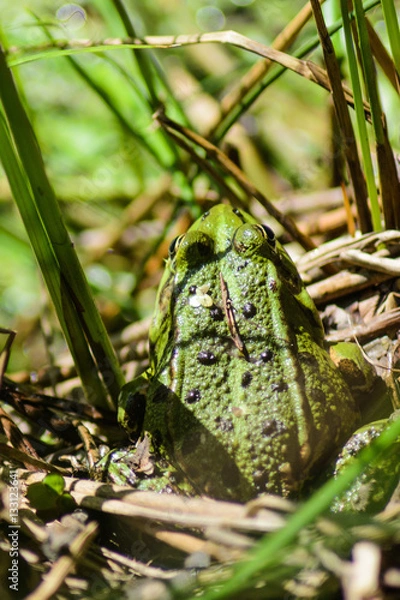 Obraz Frosch von hinten