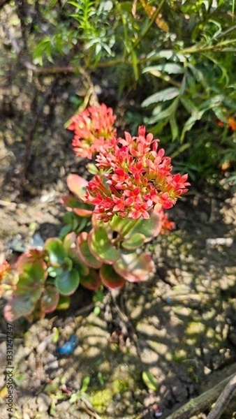 Obraz red and yellow flowers