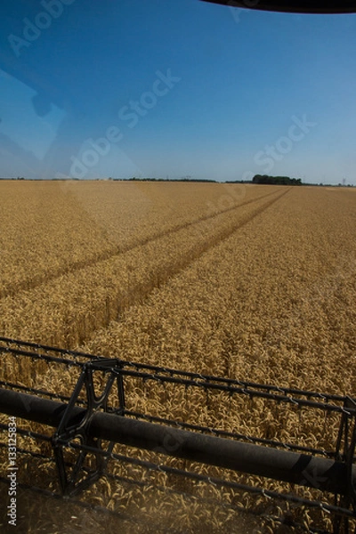 Obraz Moisson de blé