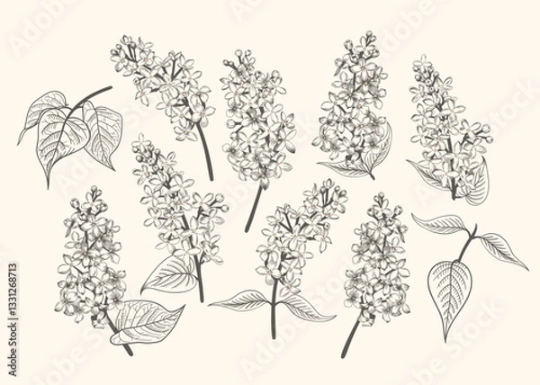 Obraz Set with lilac flowers and leaves. Black and white. Vintage spring poster. Vector botanical illustration. Engraving.